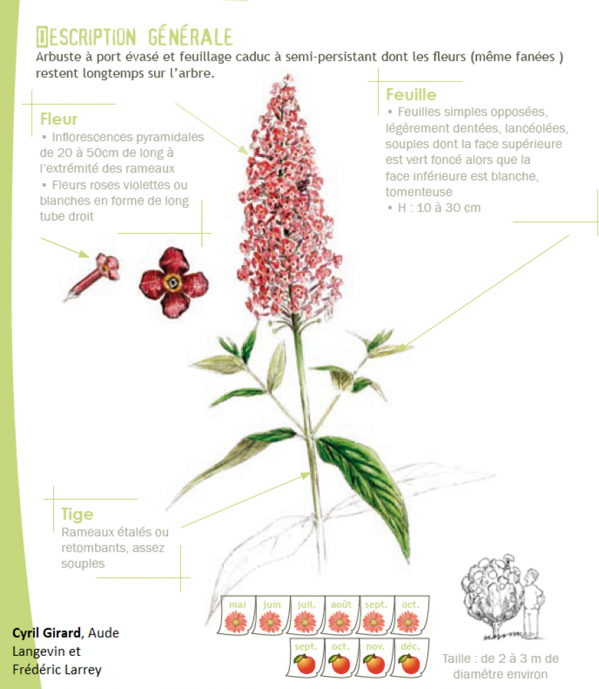 Buddleja davidii Franch., 1887